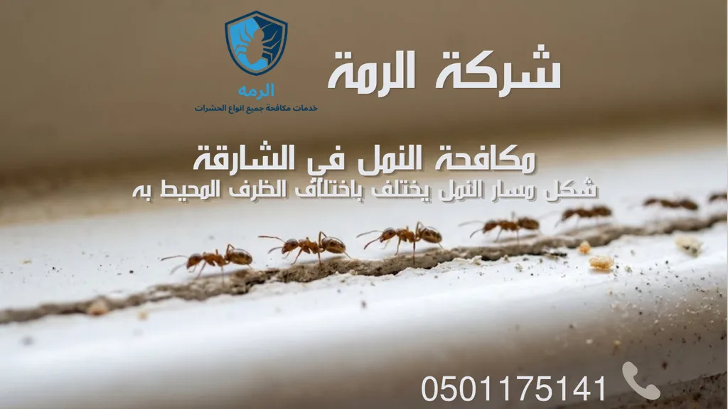 مسار نمل منتظم يسير بجانب فاصل نافذة يوضح نمط ظهور متكرر