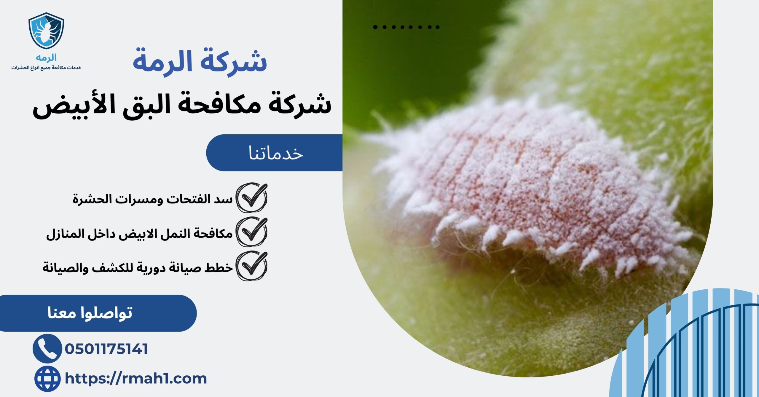 شركة مكافحة البق الأبيض0501175141 1 شركة مكافحة البق الأبيض